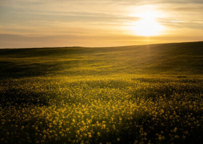 AndersBeier-LANDSCAPE -miru-studio-denmark